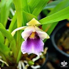 Orchideengarten Karge In Dahlenburg Cochleanthes Discolor Orchid Orchids Orchidee Orchideen Garten Orchideen Beste Blumen