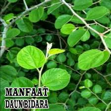 Bidara merupakan salah satu tanaman yang tumbuh subur di menariknya, tanaman bidara tergolong ke dalam tanaman yang sangat kuat dan bisa beradaptasi di berbagai kondisi tanah serta kondisi cuaca. Pokok Bidara Kampung Berduri Untuk Perubatan Anak Pokok Sekaki Shopee Malaysia