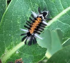 Euchaetes egle, the milkweed tussock caterpillar or milkweed tiger moth, is a moth in the family erebidae. Milkweed Tussock Moth Larvae Feed On Common Milkweed Msu Extension