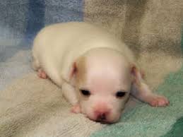The rat terrier has sometimes been described as having a dual personality. Rat Terrier Puppies For Sale