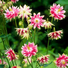 If plants like foxgloves, columbines, salvia. Columbine Nora Barlow Aquilegia Vulgaris Seeds Select Seeds