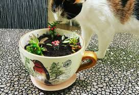 Bir Fincan Tombul Sisman Caramel Kedi Cat Succulent Sukulent Flavor Flower Paysage Sukkulenty Pejzazh Tanya Koshka Karamel Sukulent Kedi Tasarim