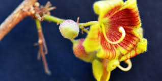 Image result for Sterculia rogersii