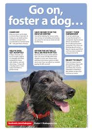Fostering Dogs Weigh The Pros And Cons Of Fostering Dogs Image Courtesy Shakepaws Foster Dog Dog Spay Rescue Dogs