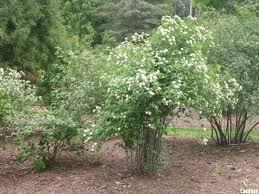Check spelling or type a new query. Downy Arrowwood The Morton Arboretum