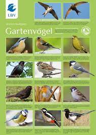 Es gibt eine anschauliche illustration, einen detaillierten. Poster Gartenvogel Vogel Bestimmungskarten Bucher Medien Lbv Naturshop Kaufen Sie Bei Den Experten