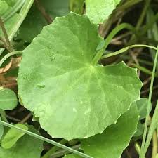 Image result for Centella glabrata