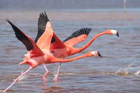 Afficher L Image D Origine Flamingo Photo Cute Creatures Flamingo