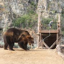 She is watchful and very cautious. Man Vs Bear Is A New Competition Show On Discovery It S Like Nothing You Ve Seen Before Man Vs Bear Discovery