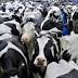 Walmart, the nation's largest grocer, will establish a milk processing ...