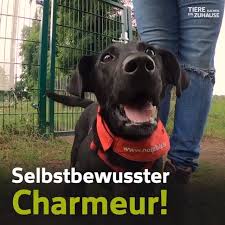 Katukina sucht ein schönes zuhause bei lieben und anfangs etwas geduldigen menschen. Oe1mdqcgvcun3m