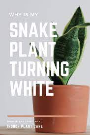 Why Is My Snake Plant Turning White Indoor Plant Care Indoor Plant Care Snake Plant Snake Plant Care