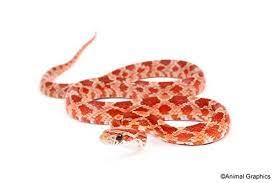 Hypomelanistic Cornsnake Sml Pantherophis Guttatus Segrest Farms Corn Snake Snek Give It To Me