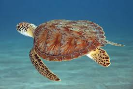 Excursie Klein Curacao Het Onbewoonde Eiland Bij Curacao Wiki Vakantie