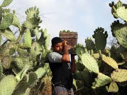 Hola bienvenidos a mi canal hoy tenemos un tip para curar nuestros cactus enfermos me regalas un like??? El 30 De Las Especies De Cactus Estan En Peligro De Extincion Tecnologia El Comercio Peru
