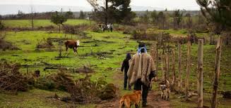 Arauco devolverá tierras a comunidad en Contulmo