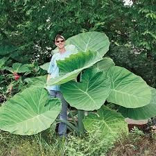 Maybe you would like to learn more about one of these? Thailand Giant Elephant Ear Direct Gardening