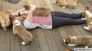 Image Result For Yawning Corgi Gifs Corgi Funny Cute Animals Cute Dogs