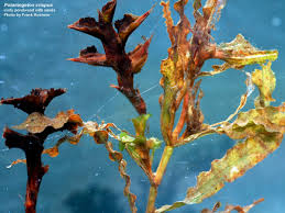 Image result for Potamogeton crispus