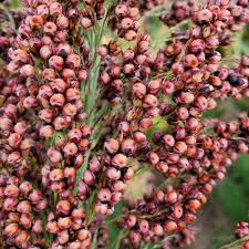 Image result for Sorghum
