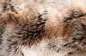 Animal Fur Google Search Texturas Planos Dibujos