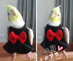 Hand Made Pet Clothes Clothes Parrot Bird Cockatiel Cockatoo Parakeet Macaw Conure Birdlover On Aliexpress Com Alibaba Group Parrot Bird Parrot Cockatiel