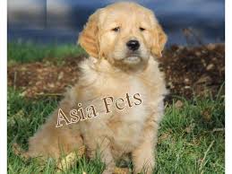 In the uk you won't get a lot of change from £1000 for a purebred goldie pup. Golden Retriever For Sale In Chennai Petfinder