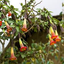 Image result for durman obecný květ