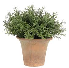 Image result for rosemary container