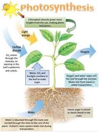 We did not find results for: What Are The Sites Of Photosynthesis Explain With Diagram Brainly In