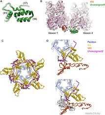 Watch dominican bbw head doctor p1 online on youporn.com. Near Atomic Structure Of An Atadenovirus Reveals A Conserved Capsid Binding Motif And Intergenera Variations In Cementing Proteins Science Advances