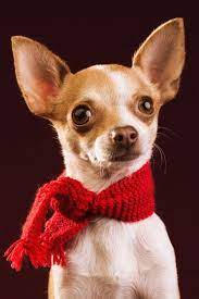 Que Calentita Estoy Fotografia De Mascotas De Una Chihuahua Fotografia De Mira Al Pajarito Chihuahua Puppies Cute Chihuahua Chihuahua