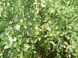 Image result for Salvadora australis