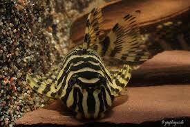 Der l 134 ist ein wels, der als schmucklinien zwergschilderwels seinem namen alle ehre macht: Peckoltia Compta L134 Goldtigerharnischwels My Fish Aus Freude An Der Aquaristik
