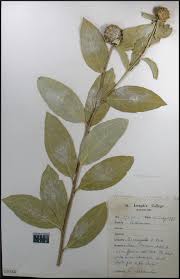 Image result for Blepharispermum