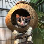 Animals for All: Caring for Exotic Critters