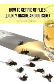Similarly, you can put eucalyptus oil on hanging paper strips—say, near a. How To Get Rid Of Flies Quickly Inside And Outside Get Rid Of Flies How To Get Rid Rid