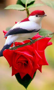 Nature Birds And Flowers Wallpaper Pin By Evelyn M On Animals Birds In 2020 Beautiful Birds Pretty Birds Most Beautiful Birds