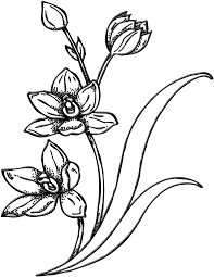 Check spelling or type a new query. Download Drawing Spring Garden Line Art Bunga Png Png Image With No Background Pngkey Com
