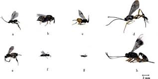 Download free on any device. Exploring The Abundance And Dna Barcode Information Of Eight Parasitoid Wasps Species Hymenoptera The Natural Enemies Of The Important Pest Of Oil Palm Bagworm Metisa Plana Lepidoptera Psychidae Toward The Biocontrol Approach