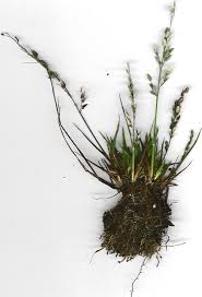 Image result for Eragrostis unioloides