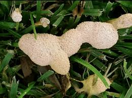Strangely, they only appear on the the oats where i just go in the wood in swamp i turn over all old log i see (he doesnt like light and love humidity) i just bring home all yellow strang thing i found and. Slime Mold Control Getting Rid Of Slime Molds In Garden Mulch