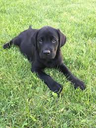 Come from a loving home with children so are used to children. 8 Week Old Black Lab Puppy Blacklabradorpuppy8weeks Labradorpuppyretriever Lab Puppies Black Lab Puppies Labrador Retriever