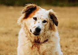 Dec 10, 2019 · you want to brush through the fur to get the burrs out. Removing Burrs From Your Dog S Coat