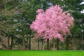 We did not find results for: Purple Leaf Plum Trees Growing Care 6 Common Varieties Garden Design