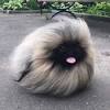 Long Hair Long Haired Pug