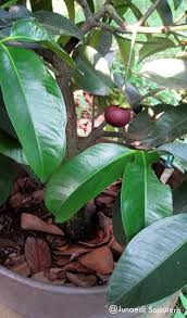pin on container fruits tree