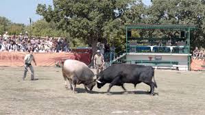 Sonja and the bull 123movies watch online streaming free plot: Sonja And The Bull Interfilm