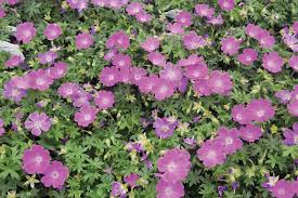 Image result for Geranium sanguineum Max Frei