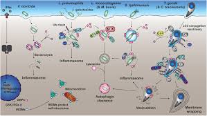 Image result for Intracellular Bacteria